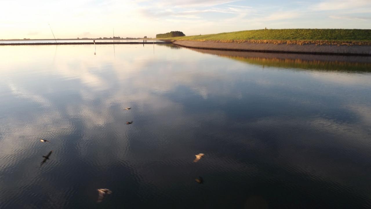 Envol au ras de l'eau