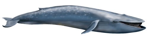 Blue whale