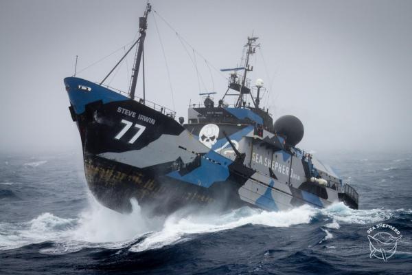 Sea shepherd